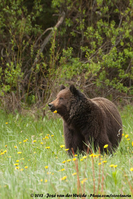 Grizzly Bear<br><i>Ursus arctos horribilis</i>