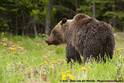 Grizzly BearUrsus arctos horribilis