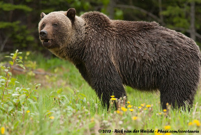 Grizzly BearUrsus arctos horribilis