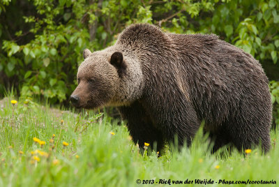 Grizzly BearUrsus arctos horribilis