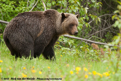 Grizzly BearUrsus arctos horribilis