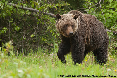 Grizzly BearUrsus arctos horribilis