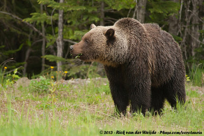 Grizzly BearUrsus arctos horribilis