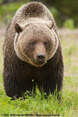 Grizzly BearUrsus arctos horribilis
