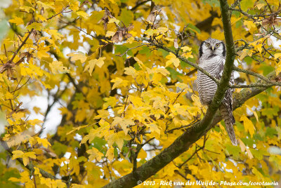 Northern Hawk OwlSurnia ulula ulula