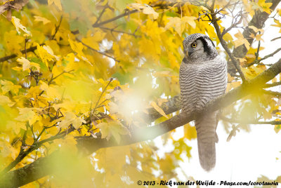 Northern Hawk OwlSurnia ulula ulula