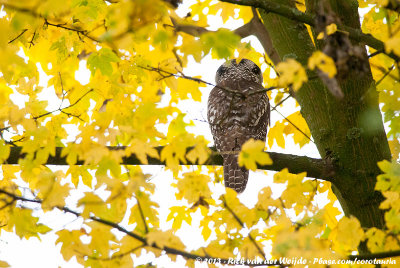 Northern Hawk Owl<br><i>Surnia ulula ulula</i>