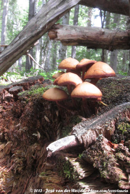 Unknown Mushroom