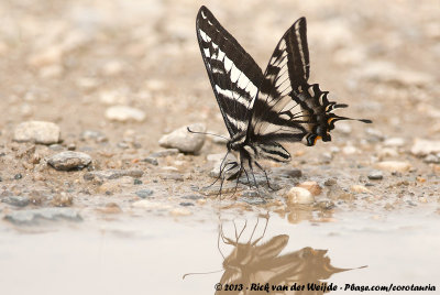 Pale Swallowtail  (Papilio eurymedon)
