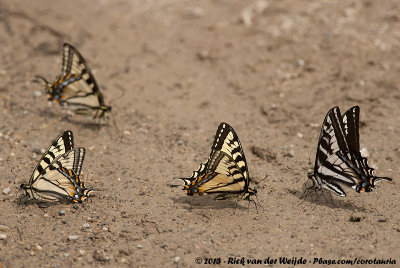 Canadian Tiger Swallowtail<br><i>Papilio canadensis</i>