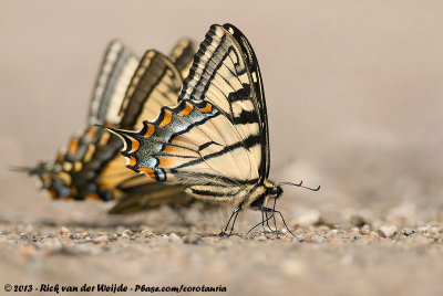Canadian Tiger Swallowtail<br><i>Papilio canadensis</i>