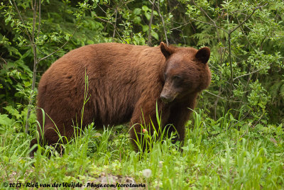 American Black Bear<br><i>Ursus americanus altifrontalis</i>