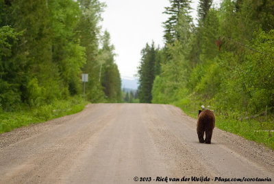 American Black Bear<br><i>Ursus americanus altifrontalis</i>