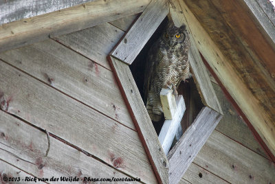 Great Horned OwlBubo virginianus lagophonus