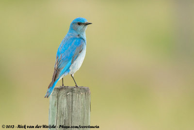 Mountain Bluebird  (Bergsialia)