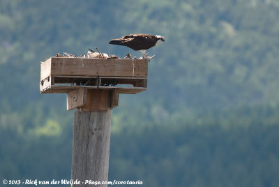 Western OspreyPandion haliaetus carolinensis