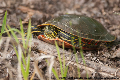 Painted TurtleChrysemys picta bellii