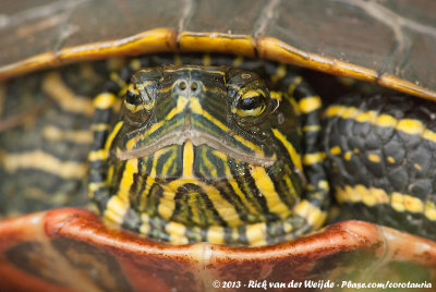 Painted TurtleChrysemys picta bellii