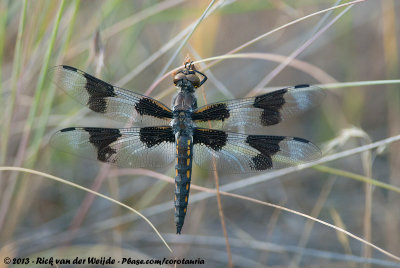 Eight-Spotted Skimmer  (Libellula forensis)