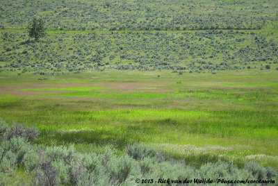 Aquarel colours surrounded by Sage Bushes