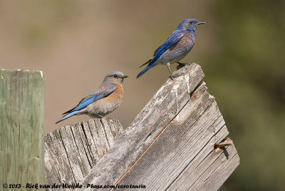 Western Bluebird  (Blauwkeelsialia)