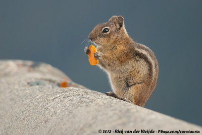 Cascade Golden-Mantled Ground Squirrel  (Cascade mantelgrondeekhoorn)