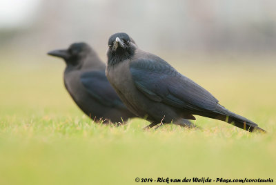 House CrowCorvus splendens splendens