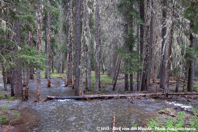 Flooded Forest