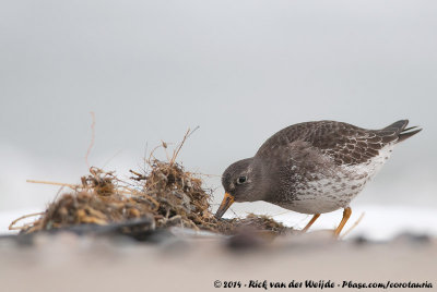 Purple SandpiperCalidris maritima