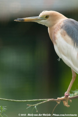 Javan Pond-Heron<br><i>Ardeola speciosa ssp.</i>