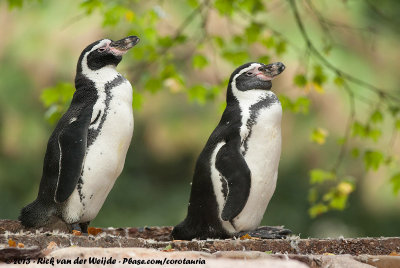 Humboldt PenguinSpheniscus humboldti