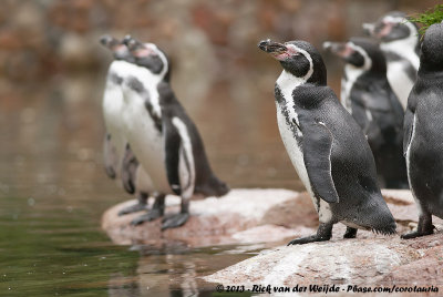 Humboldt PenguinSpheniscus humboldti