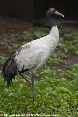 Black-necked Crane<br><i>Grus nigricollis</i>