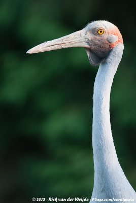 Brolga  (Brolgakraanvogel)