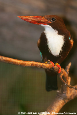 White-Throated KingfisherHalcyon smyrnesis ssp.