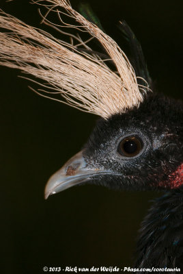 Congo Peacock  (Congopauw)