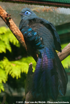 Blue Coua  (Blauwe Coua)