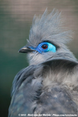 Crested CouaCoua cristata ssp.