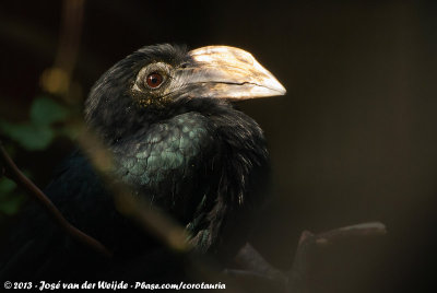 Sulawesi Tarictic HornbillPenelopides exarhatus sanfordi