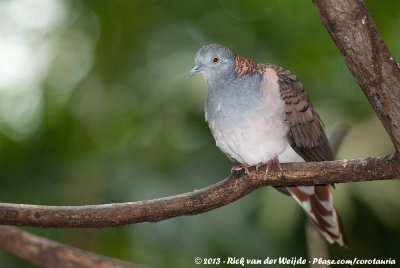 Bar-Shouldered Dove  (Roodnekzebraduif)