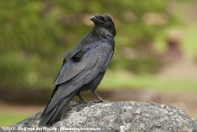 Northern RavenCorvus corax principalis