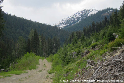 Wood Logging Road