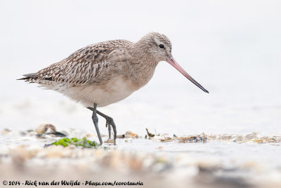 Bar-Tailed Godwit  (Rosse Grutto)