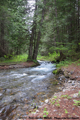 Forest stream in Manning Park