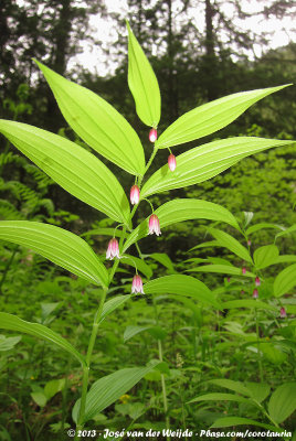 Rose-Twisted Stalk  (Streptopus lanceolatus)