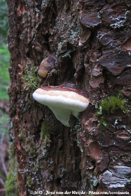 Unknown Mushroom