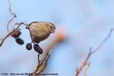 Eurasian Siskin  (Sijs)