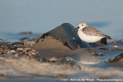 SanderlingCalidris alba alba