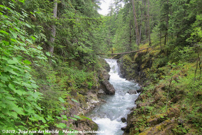 Forest stream on Vancouver Island