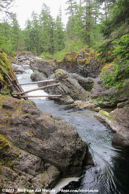 Forest stream on Vancouver Island